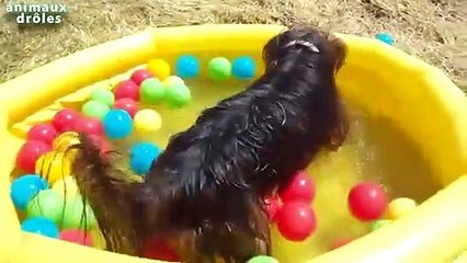 Chiens drôles jouer au ballon dans la piscine Compilation 2014