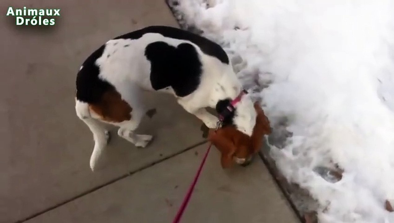 Chiens drôles Jouer première fois dans la neige Compilation 2014-2015 [NEW HD VIDEO]