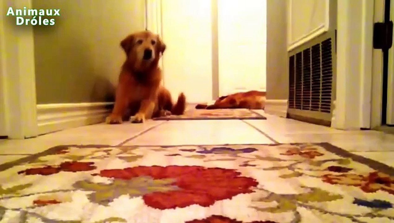 Chiens et chats drôles Scared de pets - Animaux Droles Compilation 2015