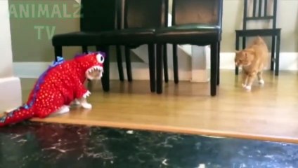 Chiens et chats Halloween drôle échoue Compilation 2017