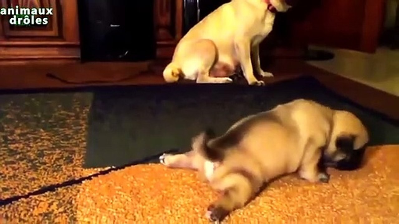 Chiots mignons apprendre à marcher Compilation Janvier 2014 [NEW HD]