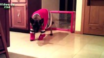 Chiens drôles jouant Sport Compilation 2014