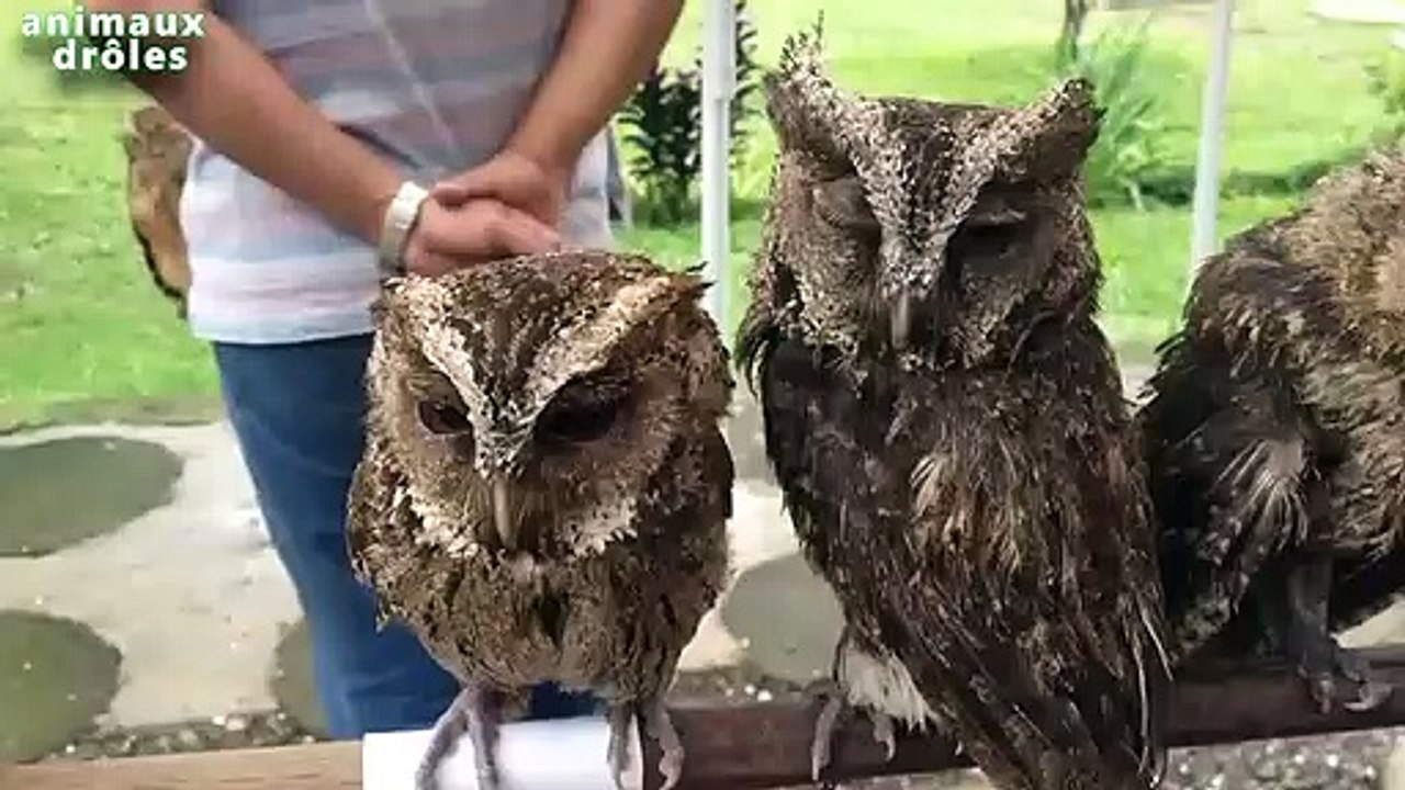 Hiboux et Owlets mignons et drôles Compilation 2014