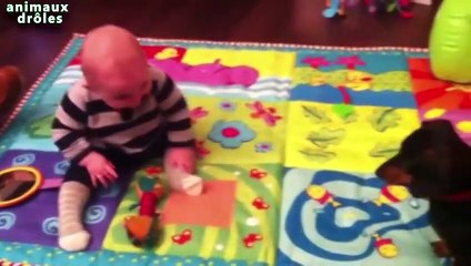 Chiens Clever enseignement Bébés choses Compilation 2014