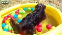 Chiens drôles jouer au ballon dans la piscine Compilation 2014