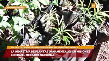 La industria de plantas ornamentales en Misiones lidera el mercado nacional por la alta calidad de sus productos pese a la recesión económica