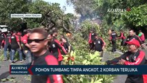Pohon Tumbang Timpa Angkot, Dua Korban Terluka