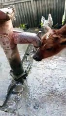 Cow direct drink water in tube-well