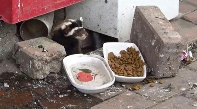 Tekirdağ'da alaca sansar görüldü