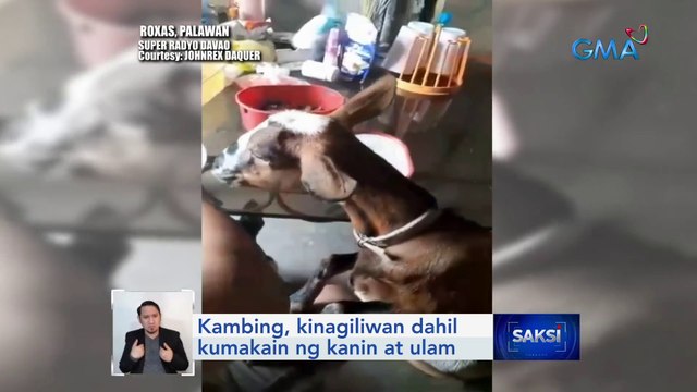 Kambing, kinagiliwan dahil kumakain ng kanin at ulam | Saksi