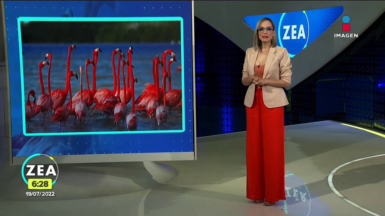 Llegan más de 20 mil flamencos americanos a Yucatán