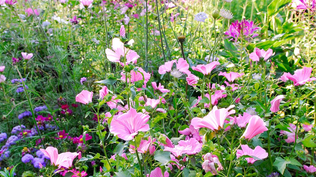 The Difference Between Annual and Perennial Plants—and How to Choose Between Them