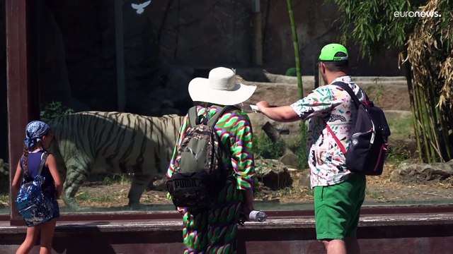 Roma, con l'ondata di calore è emergenza anche per gli animali allo zoo