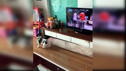 Baby Dogs - Funny and Cute Baby Dog Videos #10