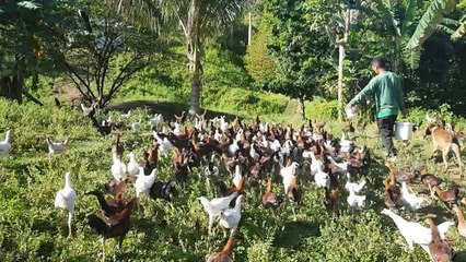 Beautiful View Big Farm Bonbon Estrada - Morning Feeding Time
