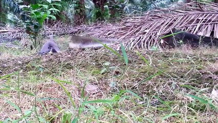 Pikat Ayam Hutan Salah Sasaran