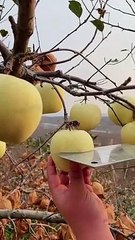 OMG milk apple?#usa #fruit #asmr