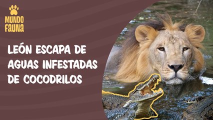 Impresionante: león escapa de aguas infestadas de cocodrilos