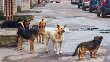 Risking jail for owning a pet: ‘No Dogs Allowed’ can become a reality in this country