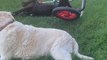 Labrador in Wheelchair Falls Over Onto Grass