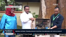 BKSDA Jateng Translokasi 10 Satwa Dilindungi ke Papua Barat