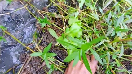 পানি শুকিয়ে যাওয়ার পর এক জায়গা থেকে অনেক মাছধ ( 1080 X 1920 )