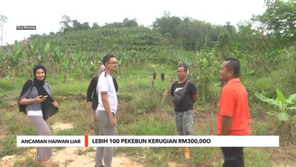 Ancaman Haiwan Liar | Lebih 100 pekebun kerugian RM300,000