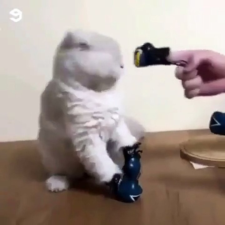 The  Funny cat