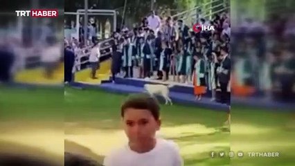 Başıboş köpek, mezuniyet töreninde insanlara saldırdı: O anlar kamerada