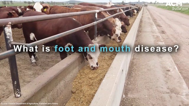 What is foot and mouth disease and why is it a concern to Australia? | July 20, 2022 | ACM