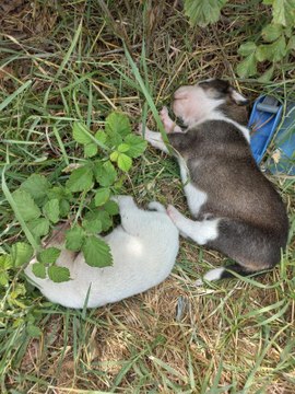 PENDİK'TE HURDACILARIN ÇIKARDIĞI YANGINDA 4 KÖPEK ÖLDÜ