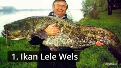 Ikan yang sangat berbahaya dan berpotensi mematikan jika menyerang manusia