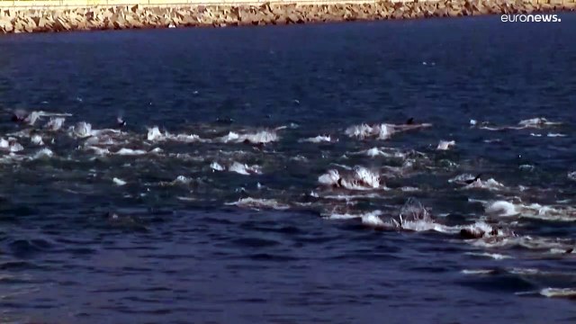 una manada de ochenta delfines da un espectáculo único en la bahía de Valparaíso