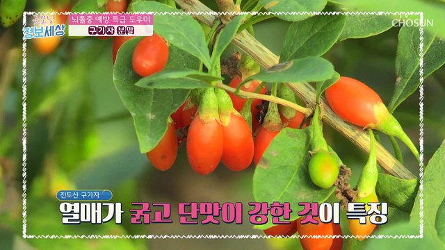 뇌졸중 예방 및 혈관 걱정 없애주는 ‘구기자’ TV CHOSUN 220720 방송