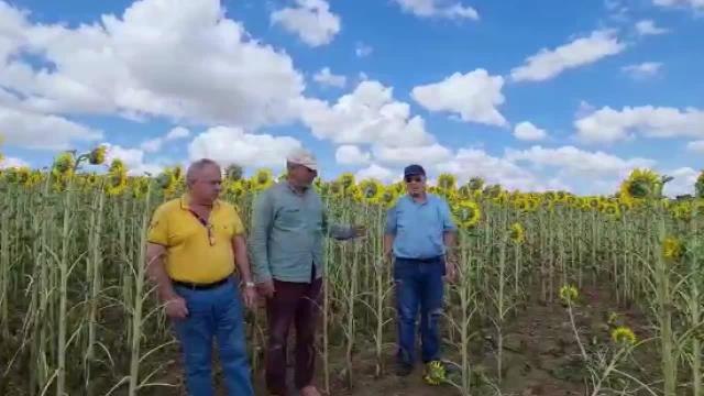 Çayır Tırtılı Marmara Bölgesi'ne Kadar İlerledi. Tekirdağlı Üretici: Tırtıl Bizi Yedi Bitirdi, Doğal Afet İlan Edilsin