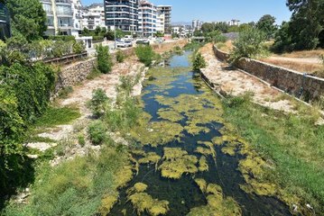 Son Dakika | DEREYE ATILAN ÇÖPLER, BALIKLARI ÖLDÜRÜYOR