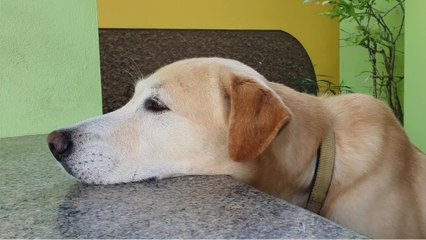 Iran : pourquoi le fait de promener son chien dans un parc est considéré comme un crime ?