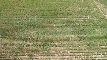 "Çayır tırtılı"na karşı derin sürüm ve yabancı ot mücadelesi önerisi