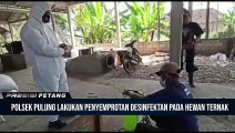 Penyemprotan Disinfektan Pada Hewan Ternak di Kec. Pulung