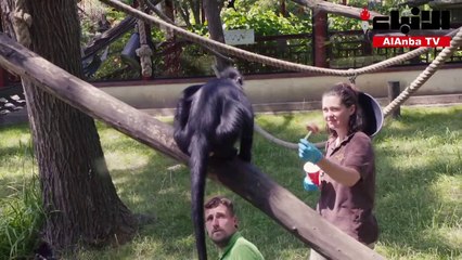 أطعمة مثلجة للحيوانات في حديقة بلجيكية في ظل موجة الحر