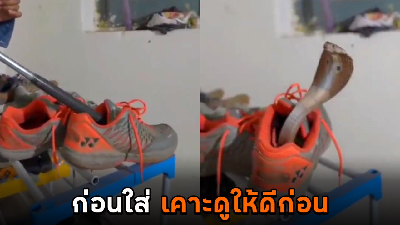 ผวา ! งูเห่าซุกรองเท้า อันตรายที่ต้องระวัง ก่อนใส่เคาะดูให้ดีก่อน