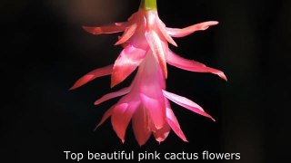 Top Most Beautiful Cactus Flower