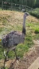 Ostrich cools down in the heat at Norfolk Lavender in Heacham
