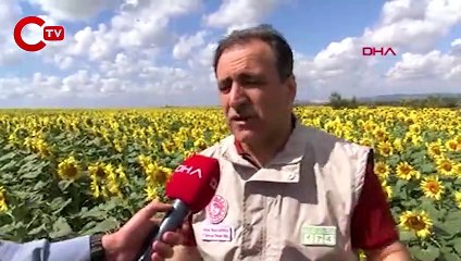 İstanbul'da 4 ilçede çayır tırtılı alarmı, 25 bin dekarlık alanda etkili oldu