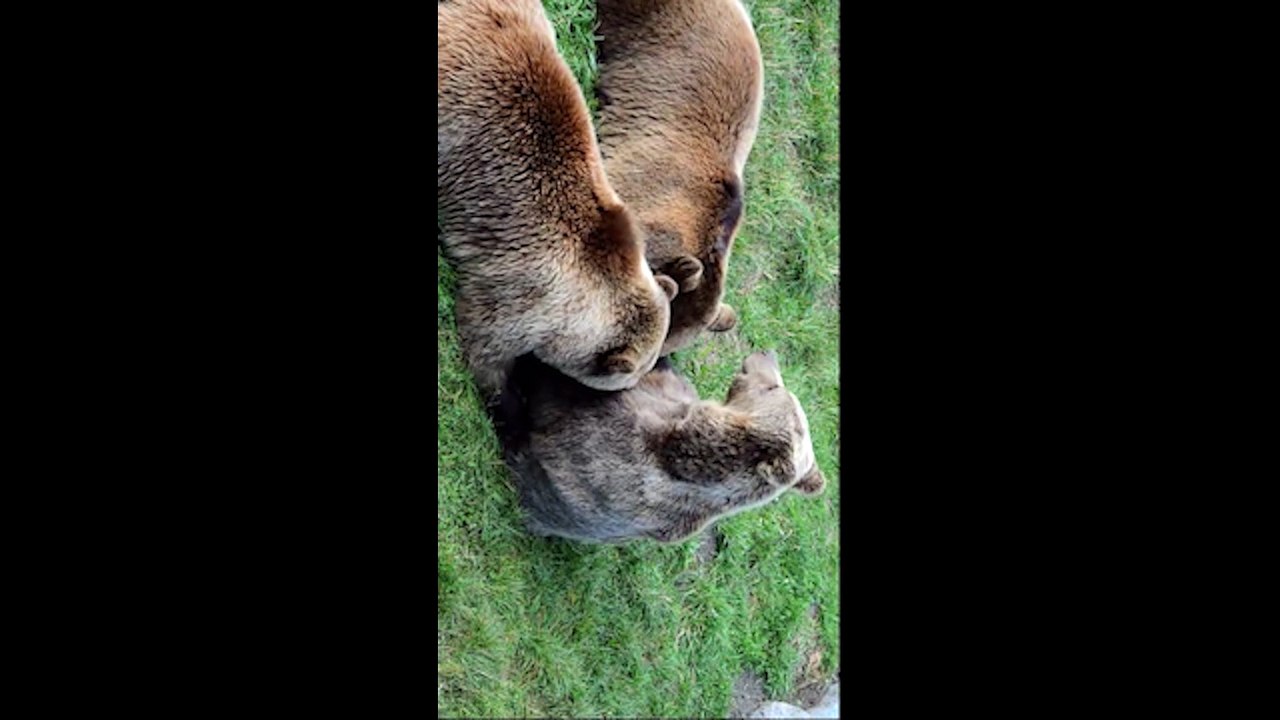 guess what bear is doing