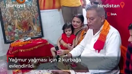 Hindistan’da yağmur yağması için 2 kurbağa evlendirildi
