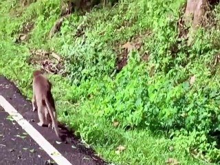 அம்மானா சும்மா இல்ல! இறந்த குட்டியை 2 நாளாய் தூக்கி சுமந்த தாய் குரங்கு! - வீடியோ