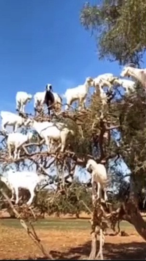 ⁣Amazing Animals In The World/Amazing Animals Video/Amazing Animals Compilation