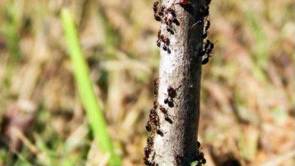 Formiche dal battiscopa Perché accade e come sbarazzarsene