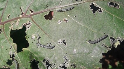 İstanbul’un 4 ilçesinde tırtıl alarmı